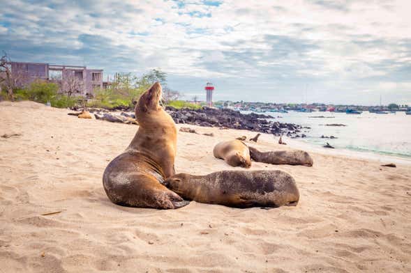 Excursión al Centro de Interpretación de San Cristóbal y playa Punta Carola