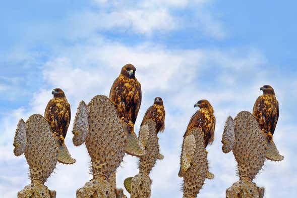 Southern Galapagos 4-day Cruise