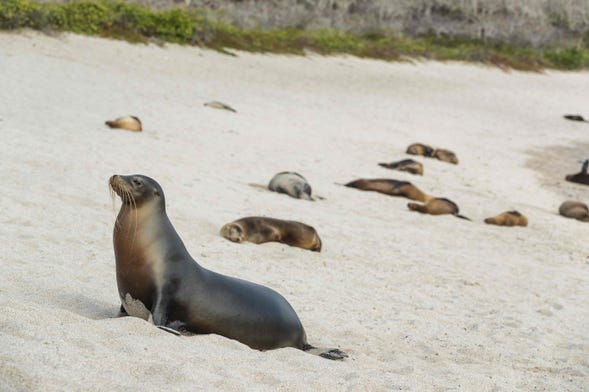 Excursión a playa la Lobería