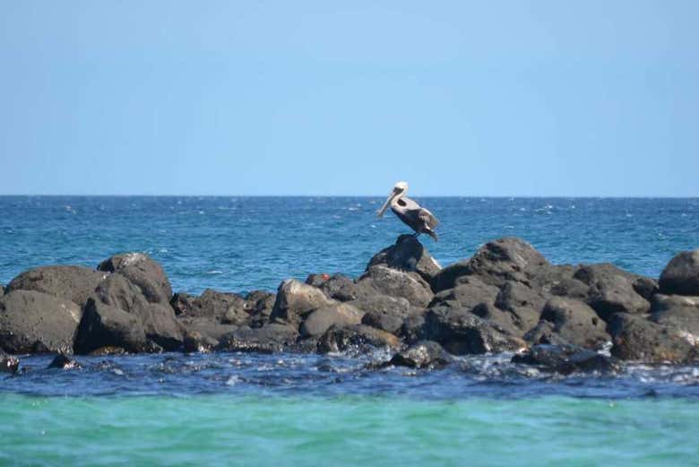 Exploring Bahía Sardina