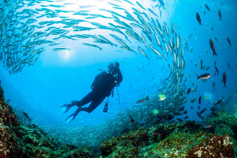 Scuba dive in one of the best spots in the world