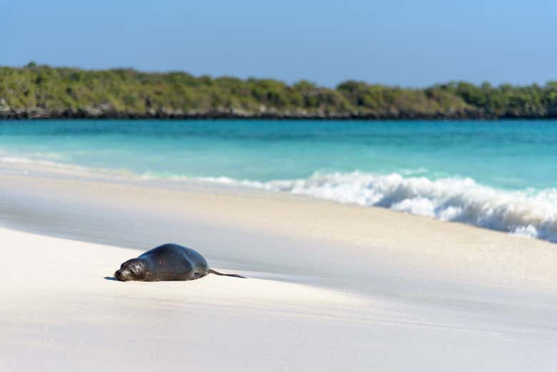 Sea lion on the coast of Española Island