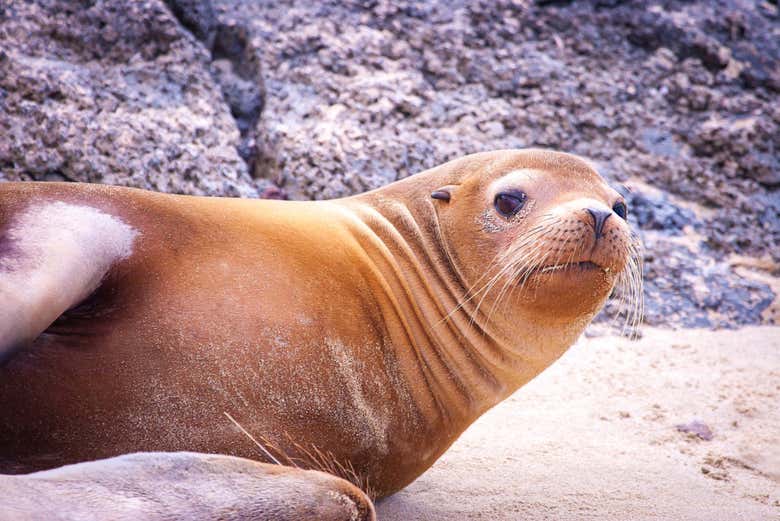 ¡Saludad a vuestro nuevo amigo!