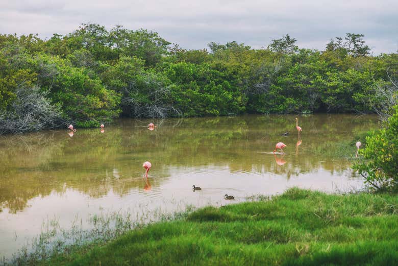 Humedal en Isla Isabela