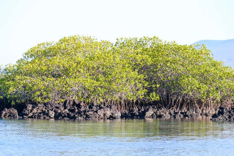 Wetlands on Isla Isabela