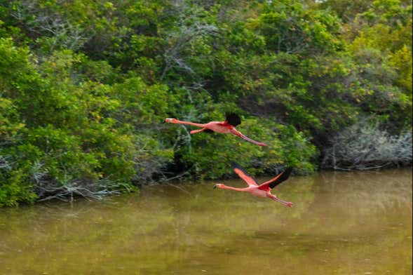 Tour por los humedales de Isla Isabela