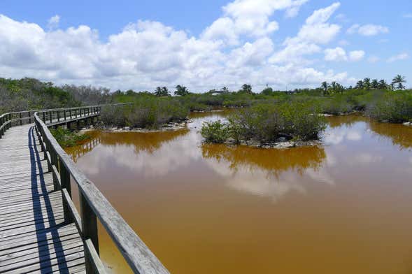 Wetlands Bike Tour