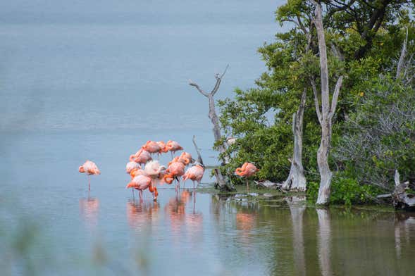 Flamingos Lagoon Tour