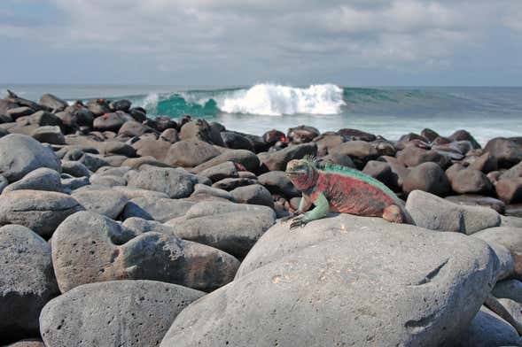 8-Day Cruise of the Galapagos Islands