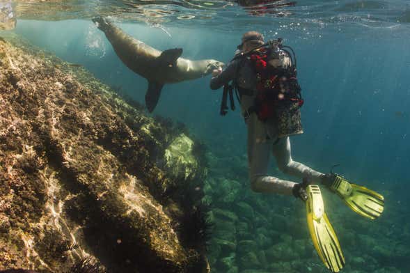 North Galapagos Islands 8 Day Diving Cruise from Baltra Santa