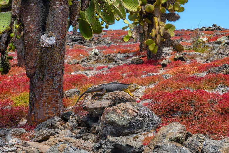 Iguana on South Plaza Island