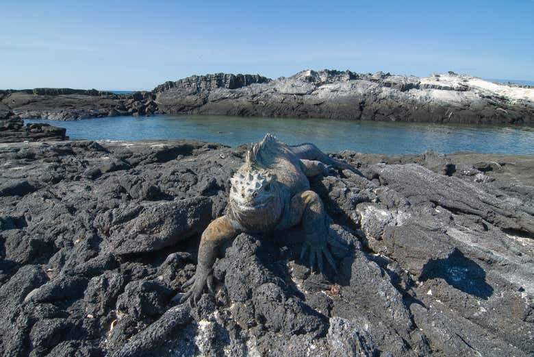 Avistando a las iguanas de Punta Espinosa 