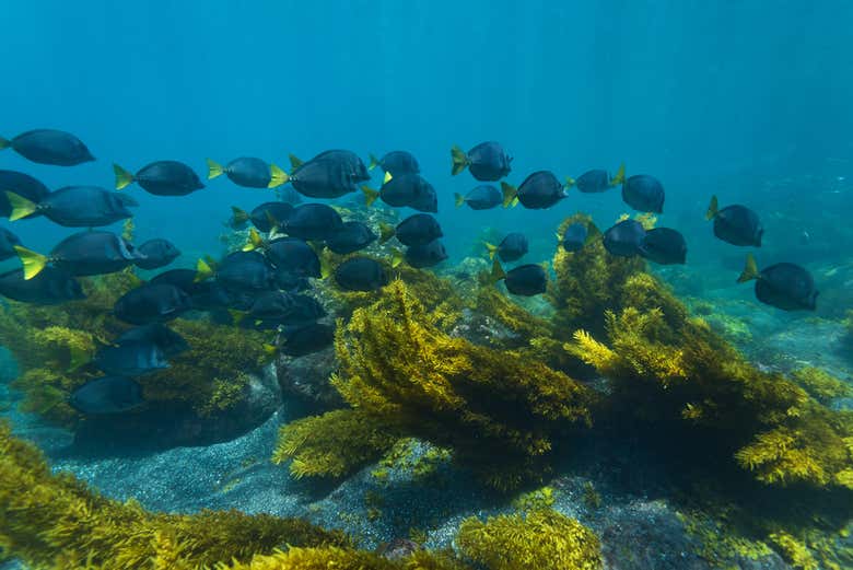 Banco de peces en la isla Pinzón