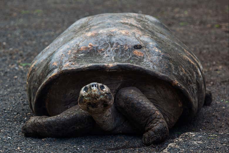 Una tortuga gigante