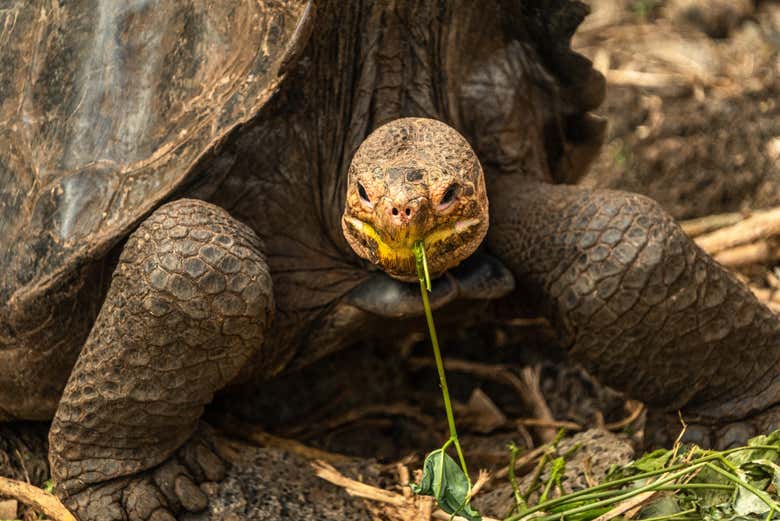 Una tortuga gigante de Galápagos