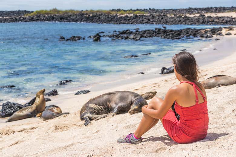 Conociendo a los leones marinos de la playa Mann