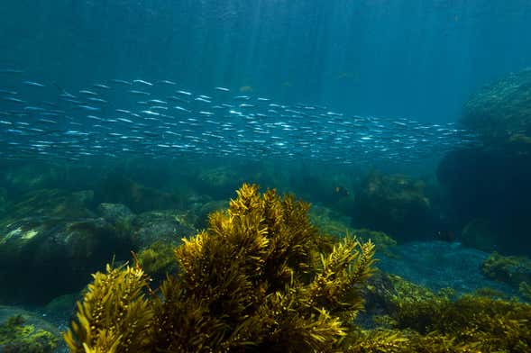 Snorkel na Ilha de Pinzón