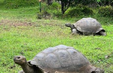 Tour por la Reserva Galápagos Frontier + Túneles de lava