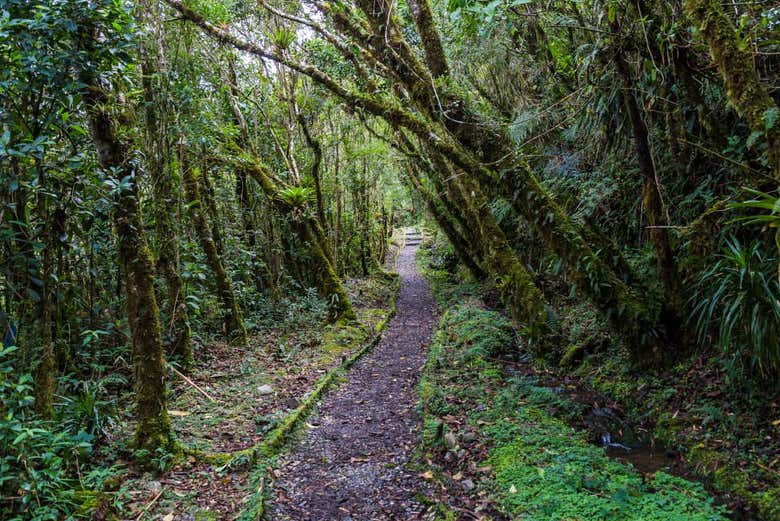 Parque Nacional Podocarpus