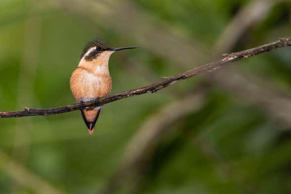 Avistamiento de aves en el río Ayampe