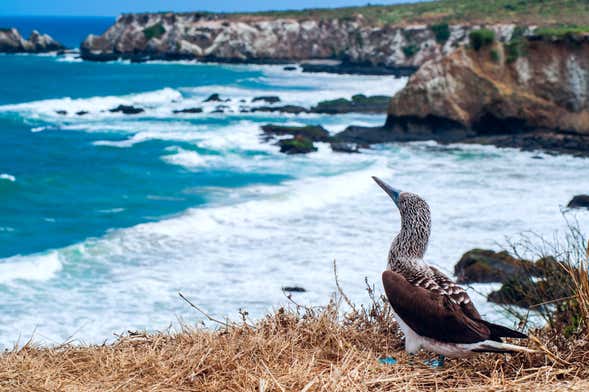 Isla de la Plata Excursion