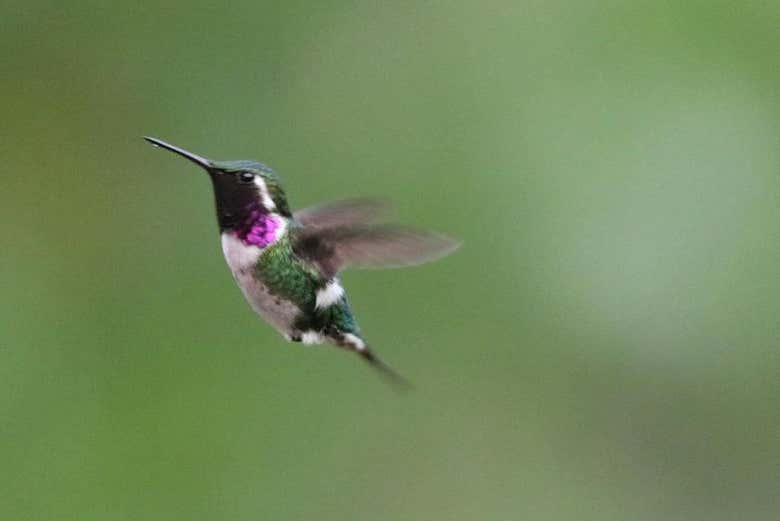 Contemplando un simpático colibrí de esmeraldas