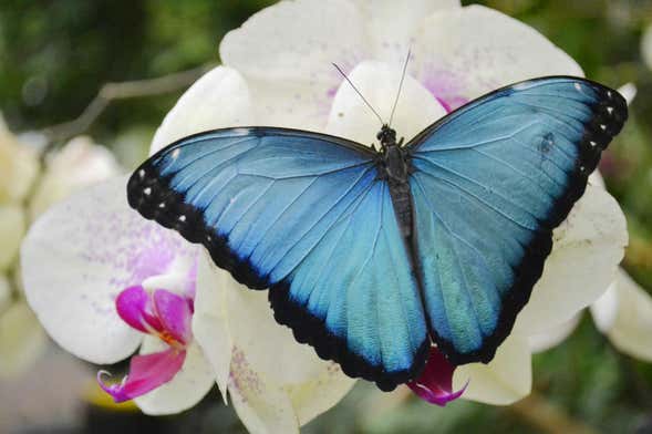 Mindo Butterfly Garden Day Trip