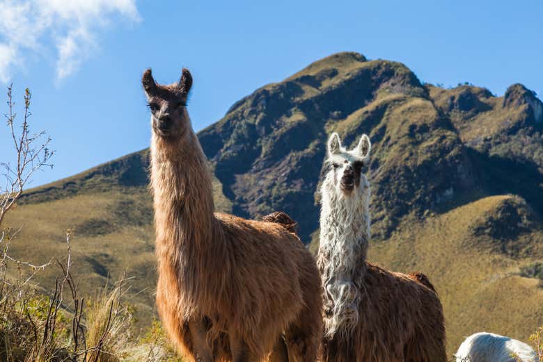 Alpaca del vulcano Pasochoa