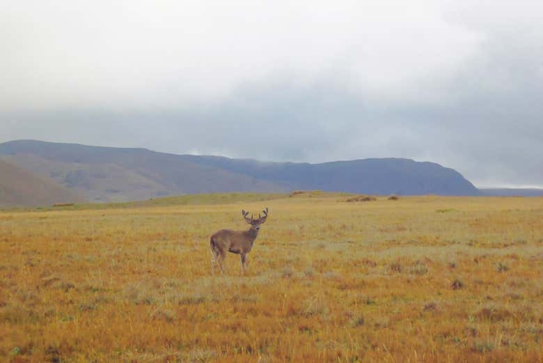 Un ciervo en el Parque Nacional Antisana