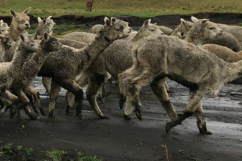 Alpacas de Tambohuasha