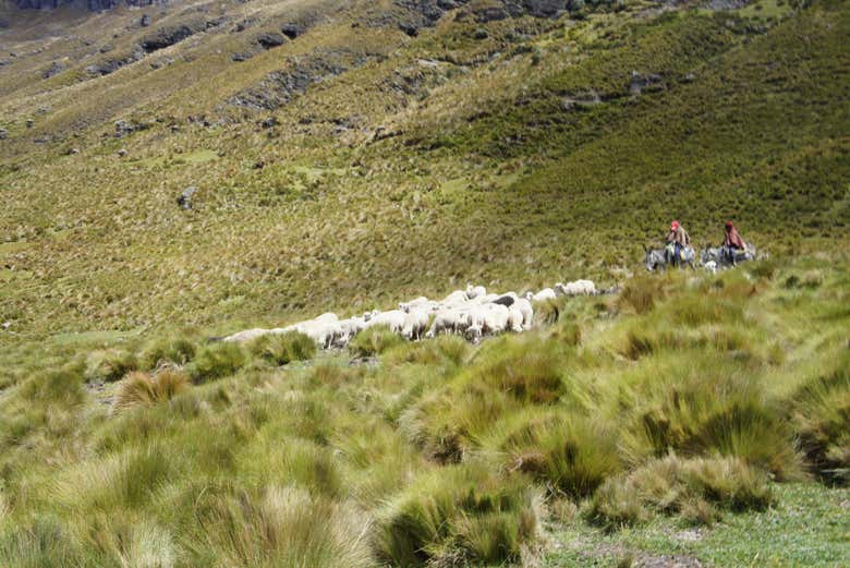 Green meadows along the Inca Trail