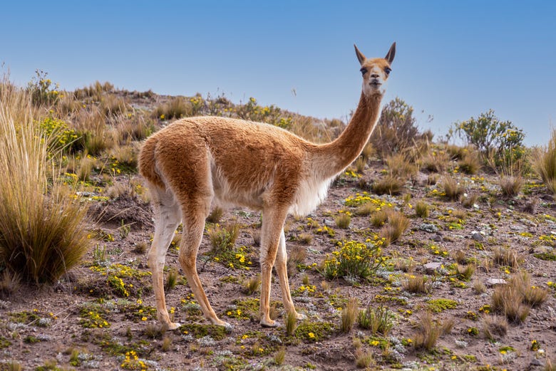 Hiking on the Chimborazo Volcano from Riobamba - Civitatis.com