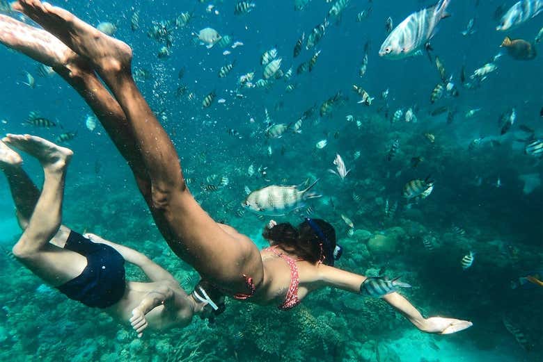 Snorkel among fish and coral reef