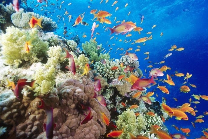 Snorkeling in Mar Rosso: i punti migliori per ammirare la barriera corallina