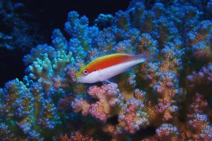 Colorful fish in the Red Sea