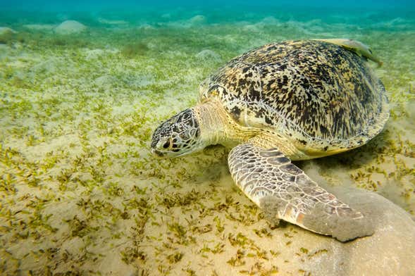 Snorkeling in Marsa Mubarak