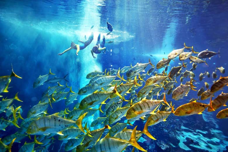 Aquaventure Waterpark Ticket + Snorkeling with Sharks, Dubai