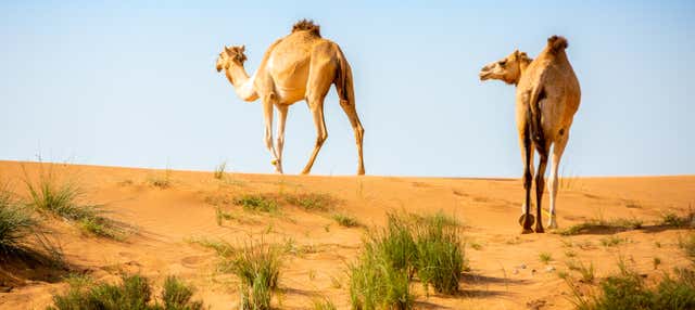 Desert Safari & Camel Farm Visit from Ras al Khaimah, Ras al-Khaimah