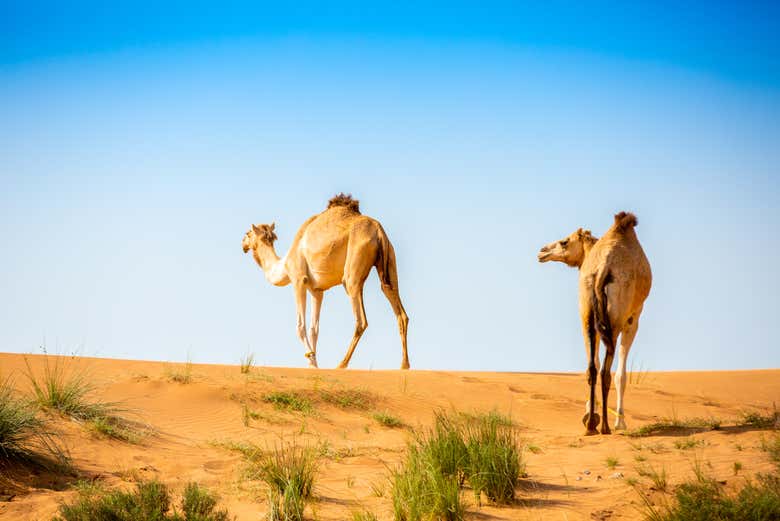 Camellos en el desierto de Ras al Khaimah