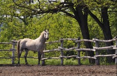 Lipica Horse Farm & Škocjan Caves Tour