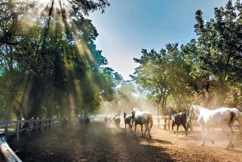 Horses in Lipica