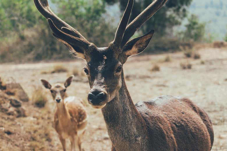 Un ciervo en la reserva Wild Forest