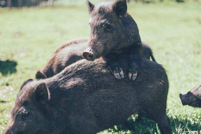 Ejemplares de jabalíes 