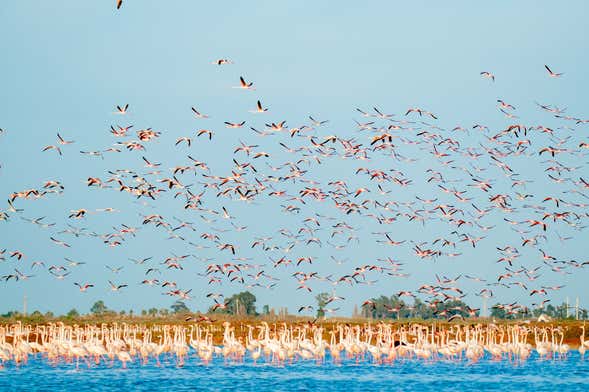 Excursión al Delta del Ebro + Paseo en barco