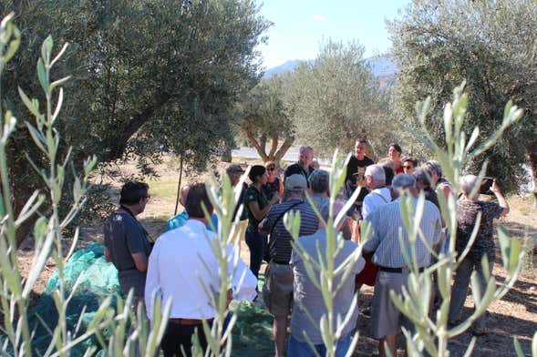 Aceite Molisur Olive Oil Museum + Tasting