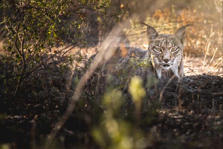 Contemplando al lince ibérico