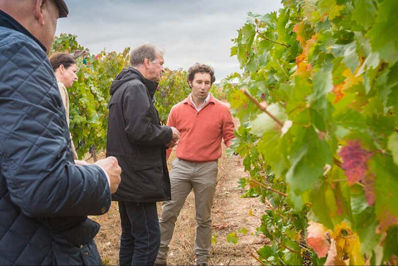 Visitando los viñedos de la finca