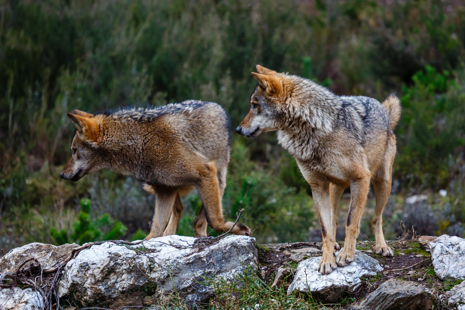 Avistamiento de lobo ibérico en Asturias desde Avilés