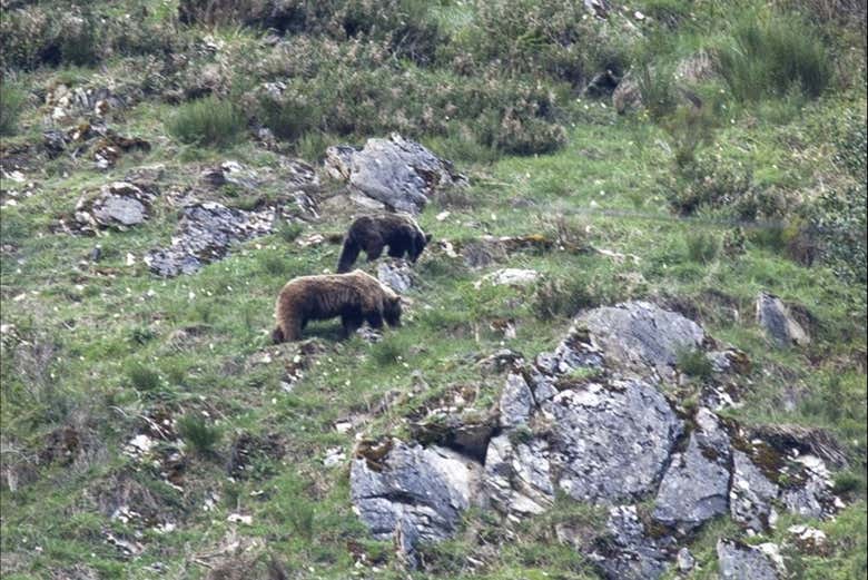 Ejemplares de osos en Asturias