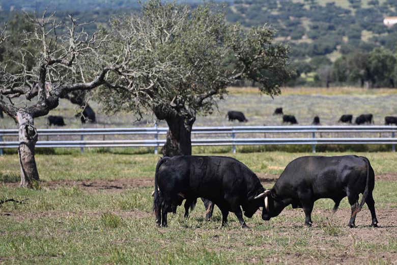 Toros en la dehesa extremeña